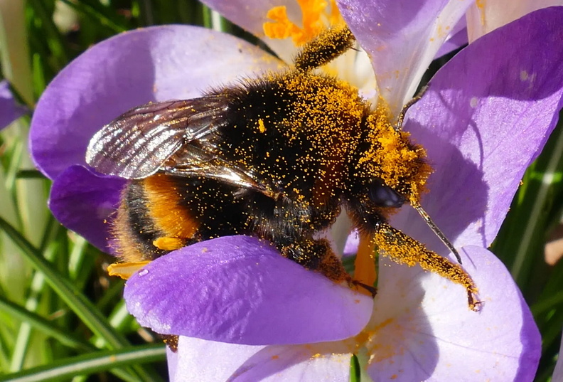 Bumblebee gets a good coating of pollen, Henley-on-Thames, Oxfordshire, England, UK